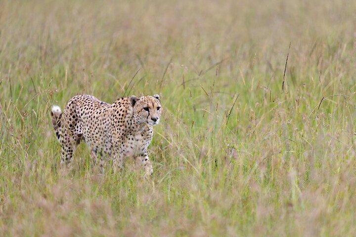 3 Day Amboseli Safari with Elephants and Kilimanjaro Views