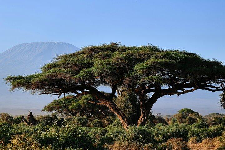 3 Day Amboseli Safari with Elephants and Kilimanjaro Views