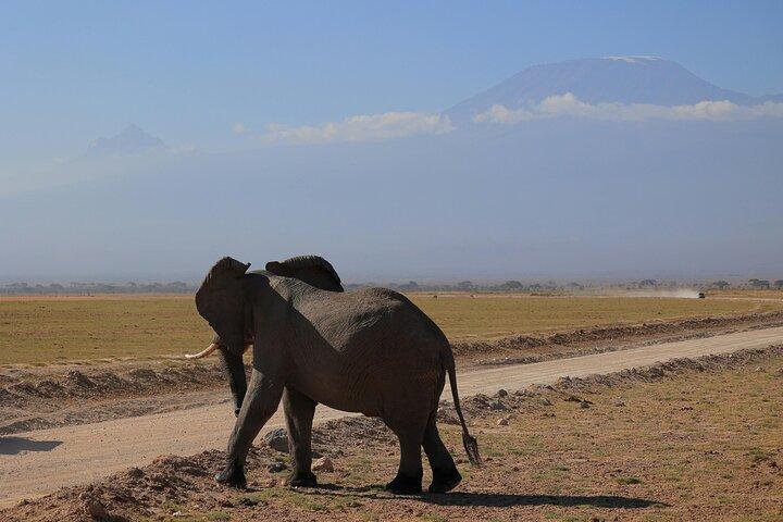 3 Day Amboseli Safari with Elephants and Kilimanjaro Views