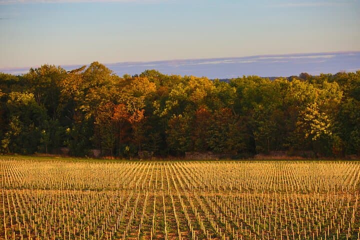 Vineyard tour and wine tasting in Davron