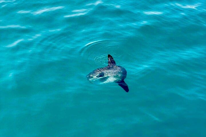 Dolphin Watching in Benalmadena