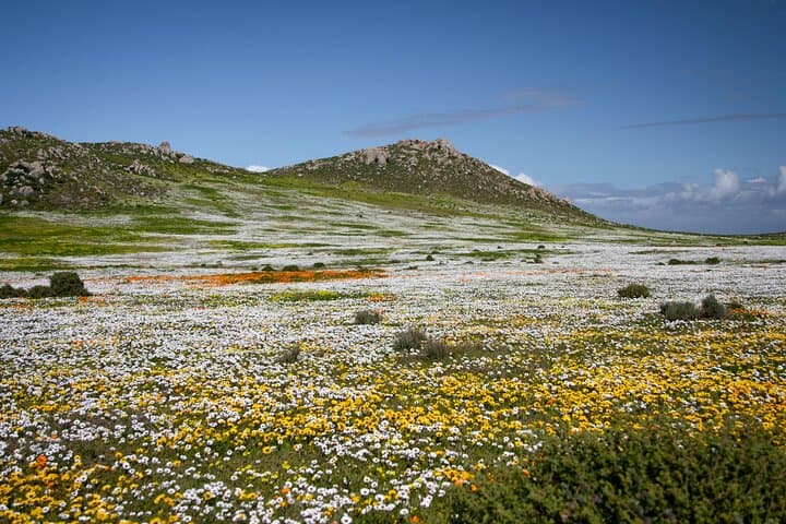 West Coast Flower Full Day Tour