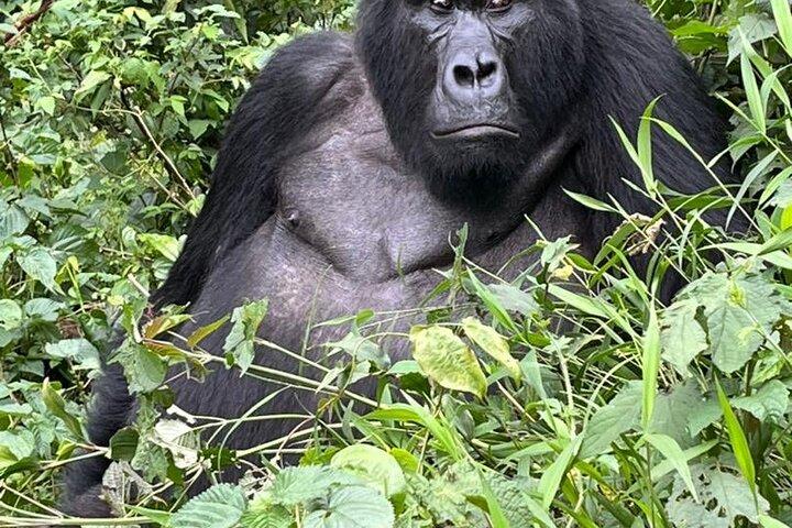 1 Day Rwanda Gorilla Trekking In Volcanoes National Park
