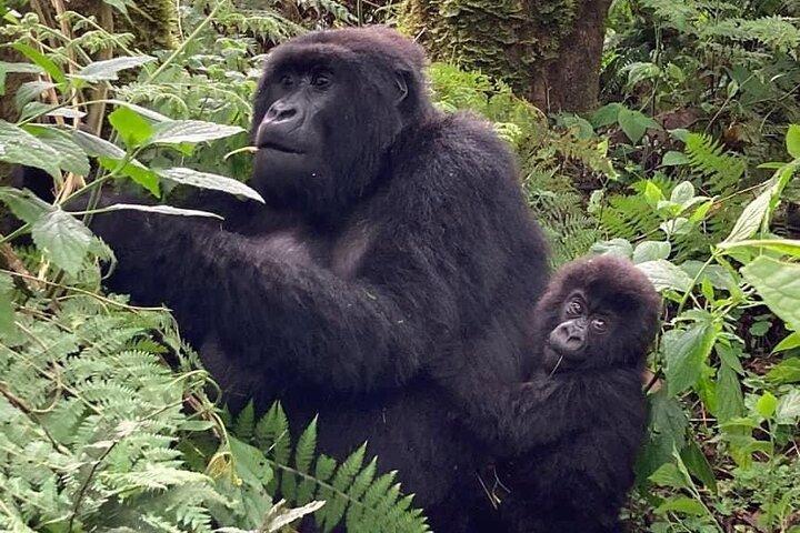1 Day Rwanda Gorilla Trekking In Volcanoes National Park