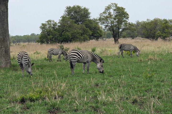 3 Days 2 Night Safari in Mikumi.