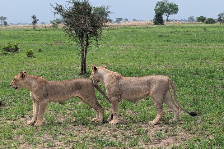 3 Days 2 Night Safari in Mikumi.
