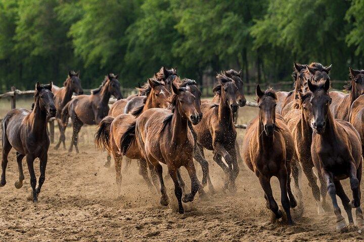 The "Puszta" Horse Show
