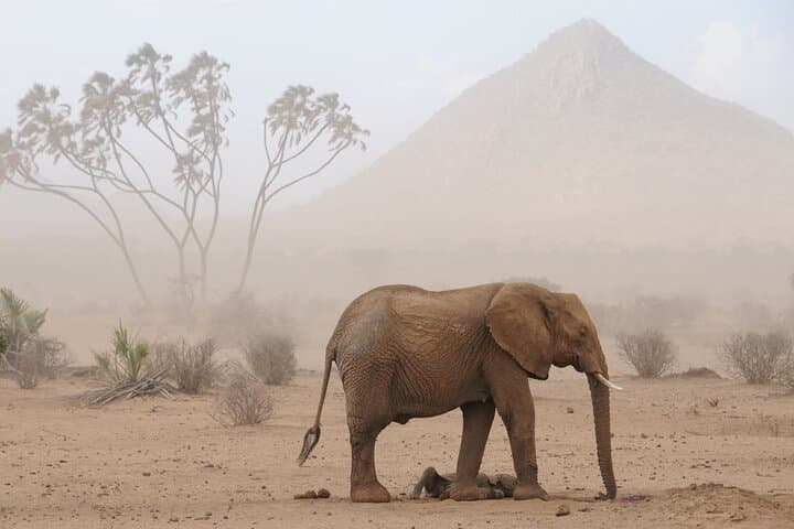 3 Days Samburu National Reserve Safari