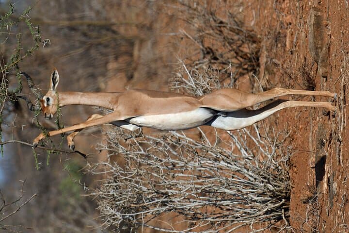 3 Days Samburu National Reserve Safari
