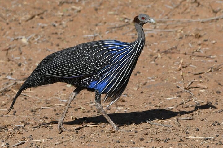 3 Days Samburu National Reserve Safari