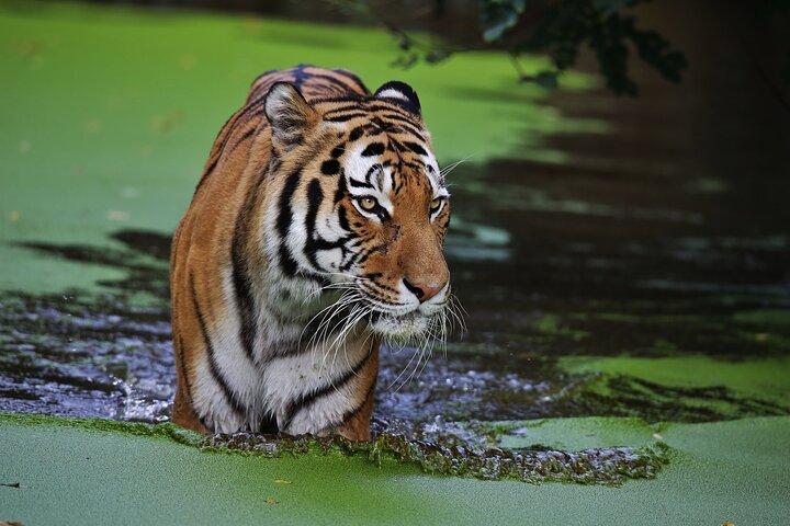 Day Trip from Jaipur to Ranthambore with Tiger Safari