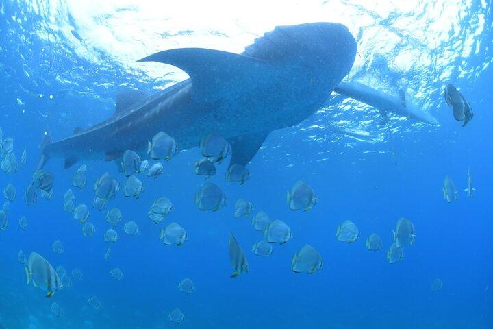 Oslob Whale Shark and Sumilon Island Snorkeling Tour with Lunch