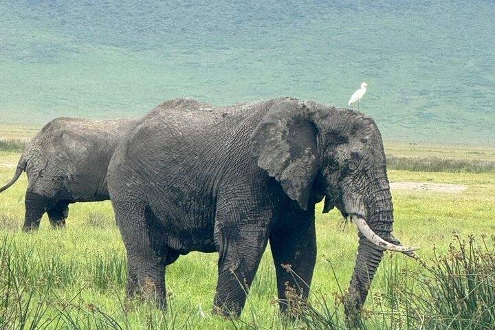 4 Day Tanzania Safari Tarangire Serengeti and Ngorongoro Crater