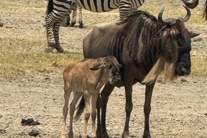 4 Day Tanzania Safari Tarangire Serengeti and Ngorongoro Crater