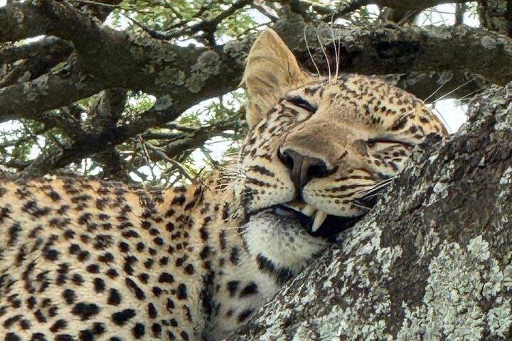 4 Day Tanzania Safari Tarangire Serengeti and Ngorongoro Crater