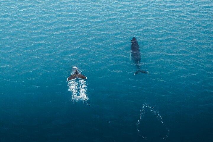 Reykjavik Shore Excursion: Whale-Watching Cruise