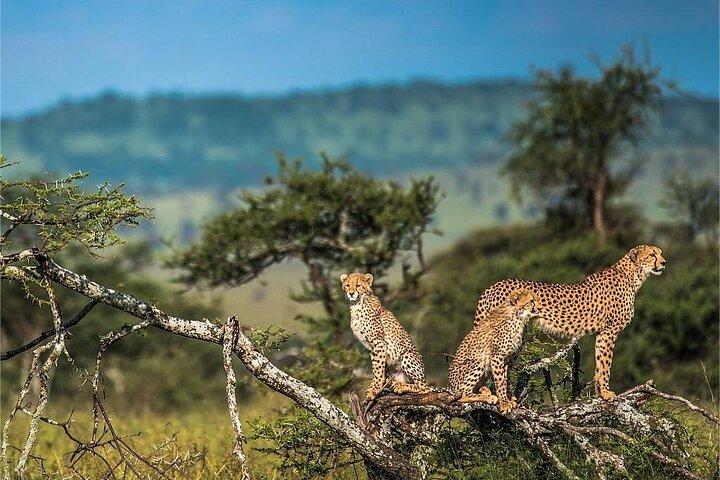 5 Multi‑Day Flyin Safari To Tanzania Major Parks With Cultural