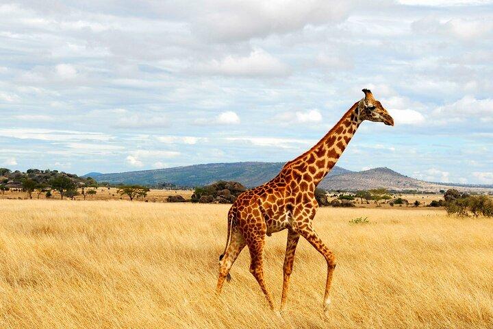 5 Multi‑Day Flyin Safari To Tanzania Major Parks With Cultural