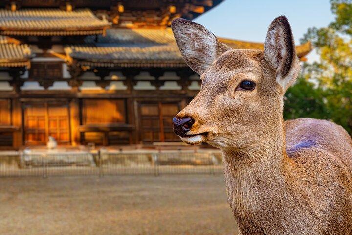 Nara Half Day Small Group Tour from Kyoto