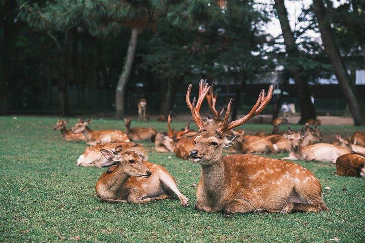Nara Half Day Small Group Tour from Kyoto