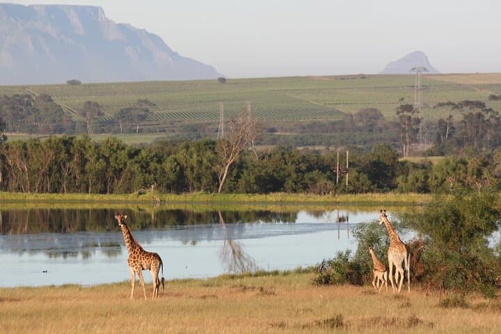 Private Safari Game Drive with Table Mountain Experience