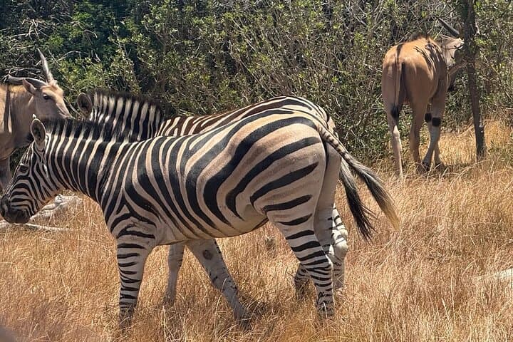 Private Safari Game Drive with Table Mountain Experience
