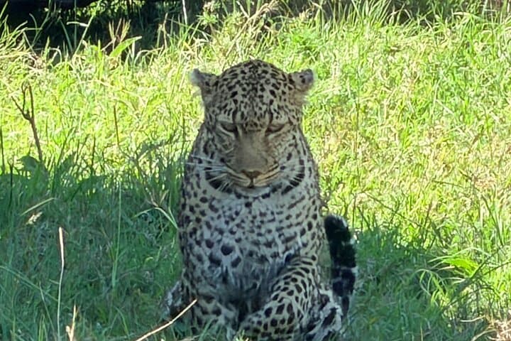 3-Day Maasai Mara Safari from Nairobi with Big Five Game Drives