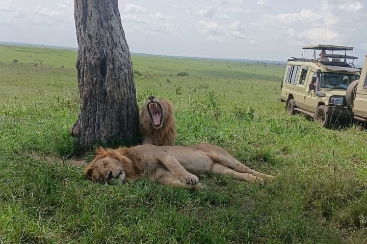 3-Day Maasai Mara Safari from Nairobi with Big Five Game Drives