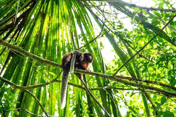Iquitos: Full Day Monkey Island Adventure and More