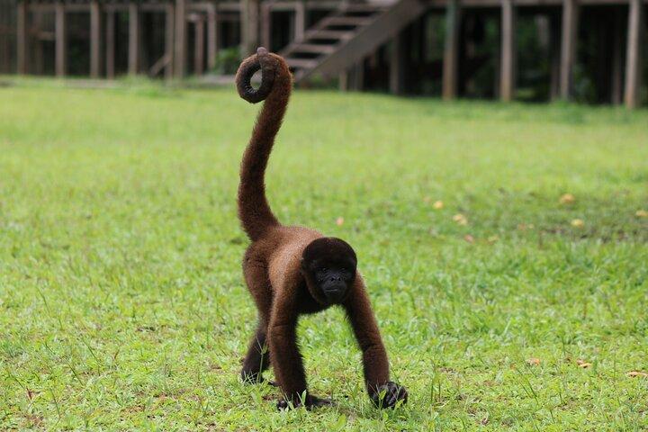 Iquitos: Full Day Monkey Island Adventure and More