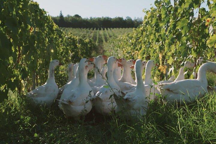 Hands-on Cooking Class and Lunch in the Heart of Chianti Classico