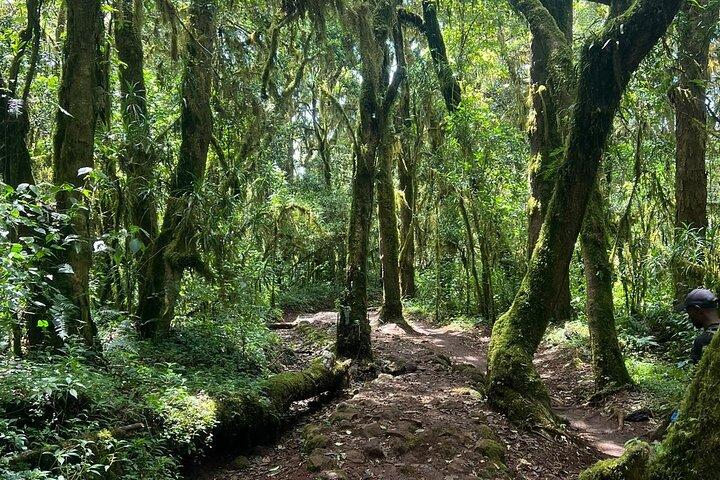 8 Day Lemosho Route Trek to Mount Kilimanjaro Peak