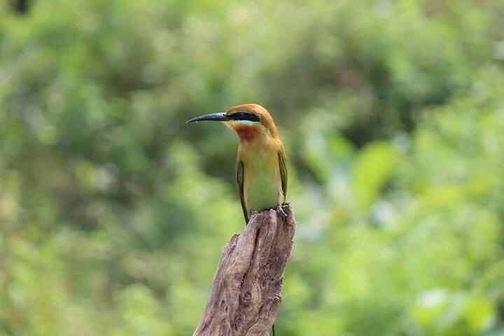 Udawalawe National Park - Full Day Safari Tour