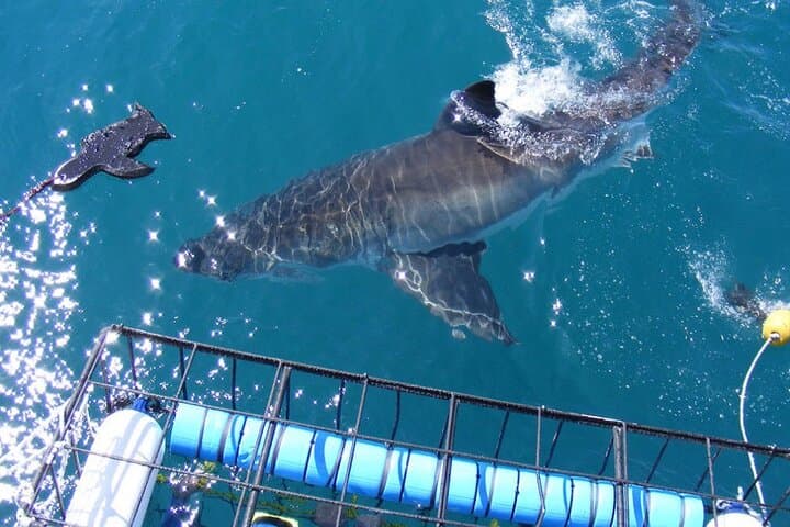 Shark Cage Diving Adventure in Gansbaai