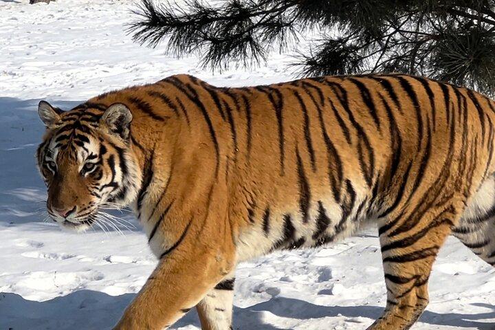 2-Day Private Harbin Tour: Explore All Iconic Winter Highlights