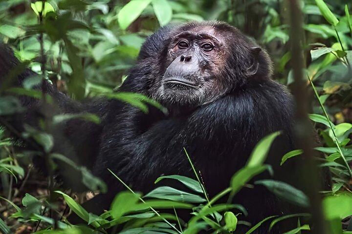 1 Day Chimpanzee Trekking Safari to Kibale National Park