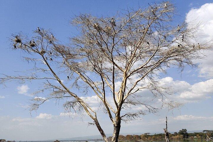 Hell’s Gate, Naivasha & Crescent Island Day Safari