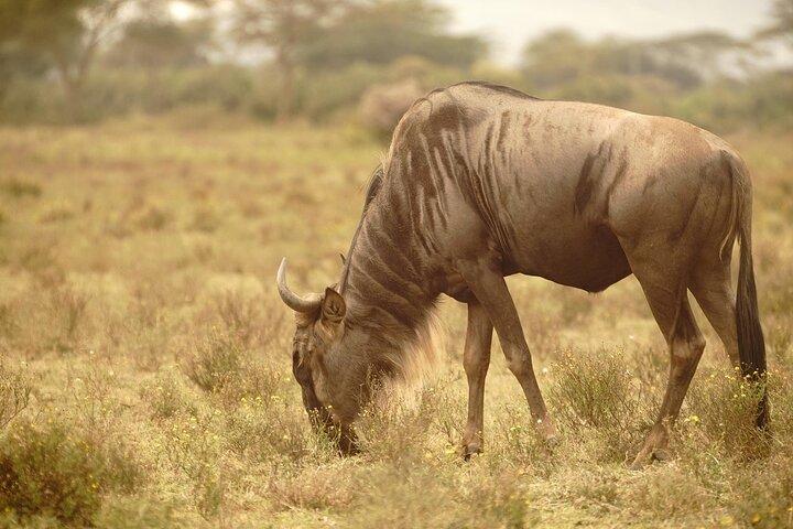 Hell’s Gate, Naivasha & Crescent Island Day Safari