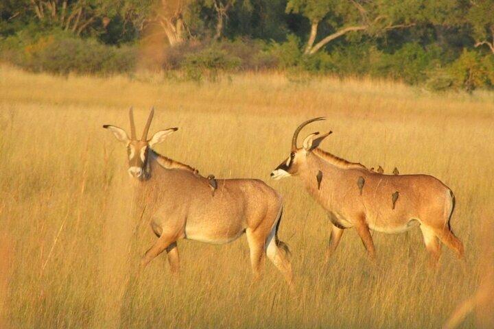 Mokoro Full Day Trip In The Okavango Delta