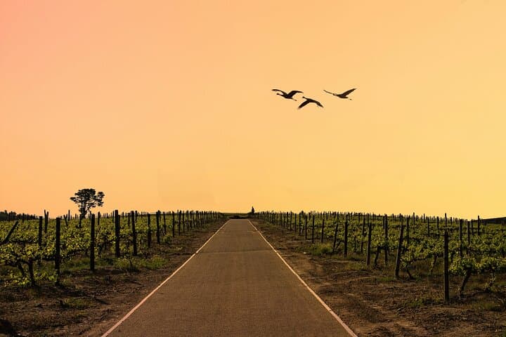 Full‑Day Stellenbosch and Franschhoek Wine Tour from Cape Town