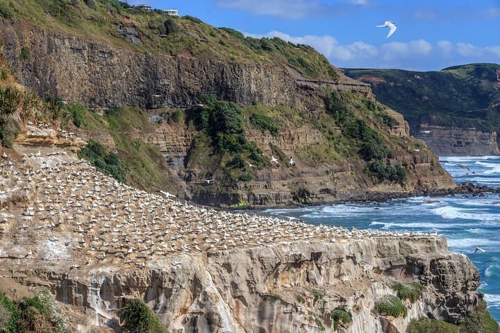 Private Shore Tour: Auckland Wild West Coast Piha & Muriwai