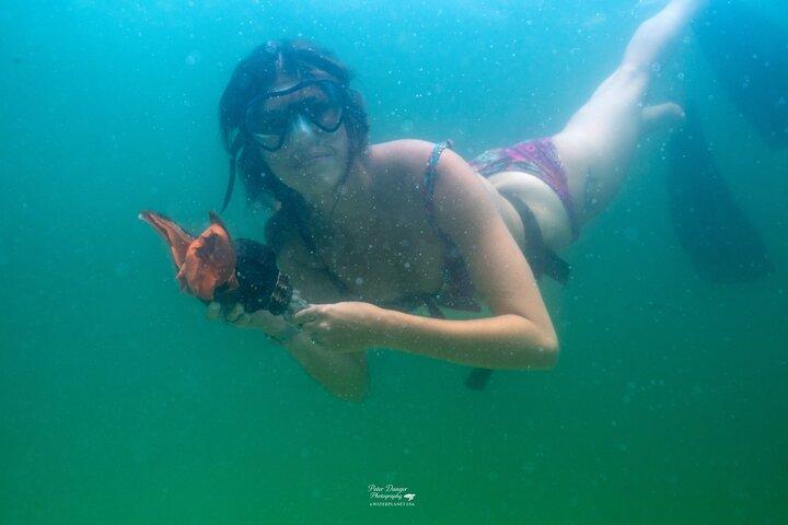 Swim With Dolphins and Shell Island Snorkeling Adventure