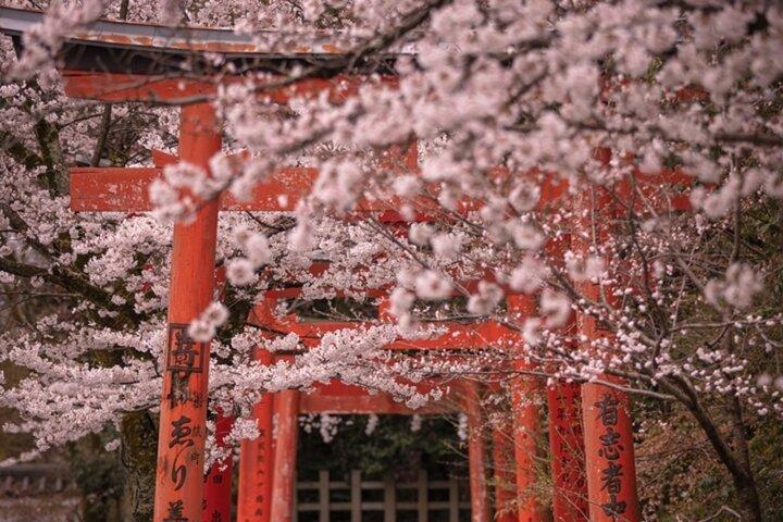 Kyoto Sakura Boat & Seasonal Car Tour