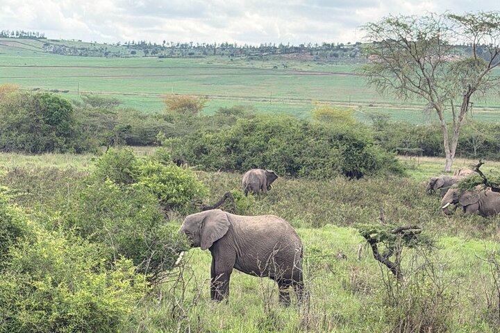 Private 1 Day Big Five Safari in Akagera From Kigali