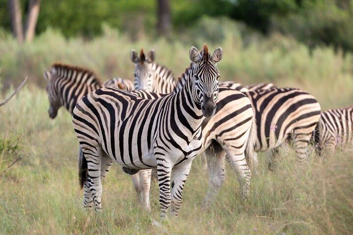 Private 1 Day Big Five Safari in Akagera From Kigali