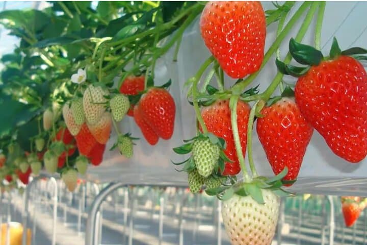 Tokyo Kawazu Cherry Blossom, Strawberry Picking, and Onsen Trip