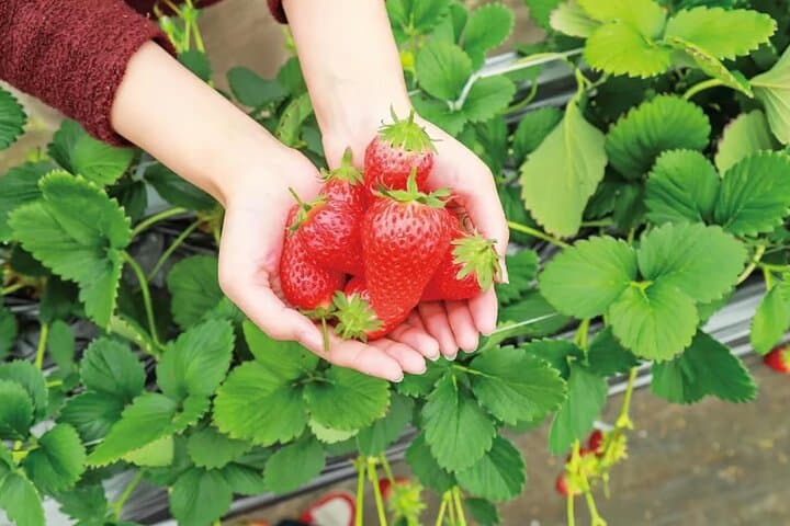 Tokyo Kawazu Cherry Blossom, Strawberry Picking, and Onsen Trip