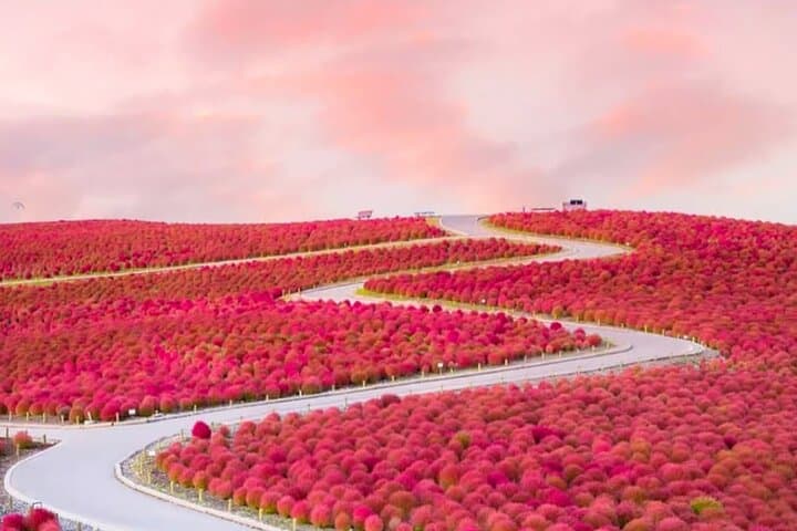 From Tokyo Adachi Night Wisteria & Ibaraki Pink Flowers Day Tour