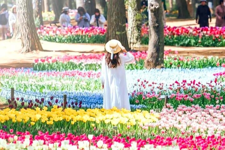 From Tokyo Adachi Night Wisteria & Ibaraki Pink Flowers Day Tour