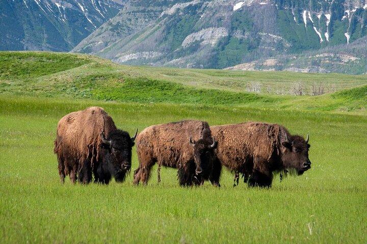 Waterton National Park and Bison Safari Tour